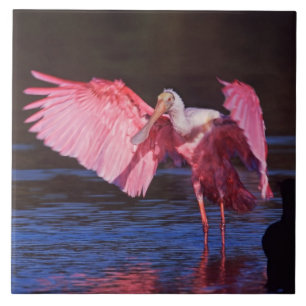 Roseate Spoonbill (Ajaia ajaja) with Cormorant Tile