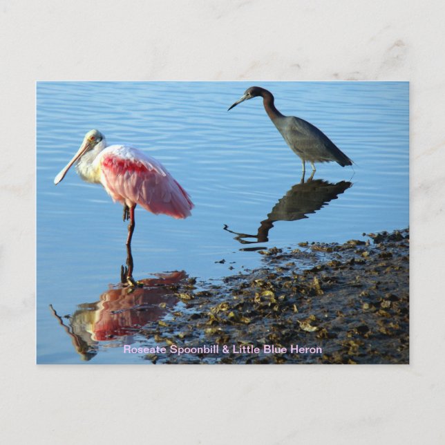Roseate Spoonbill and Little Blue Heron Postcard (Front)