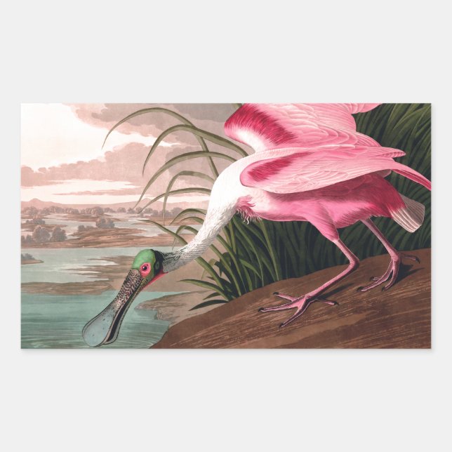 Roseate Spoonbill Audubon Bird Wildlife Rectangular Sticker (Front)