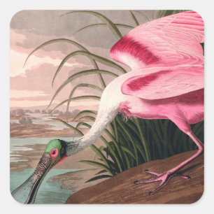 Roseate Spoonbill Audubon Bird Wildlife Square Sticker