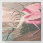 Roseate Spoonbill Audubon Bird Wildlife