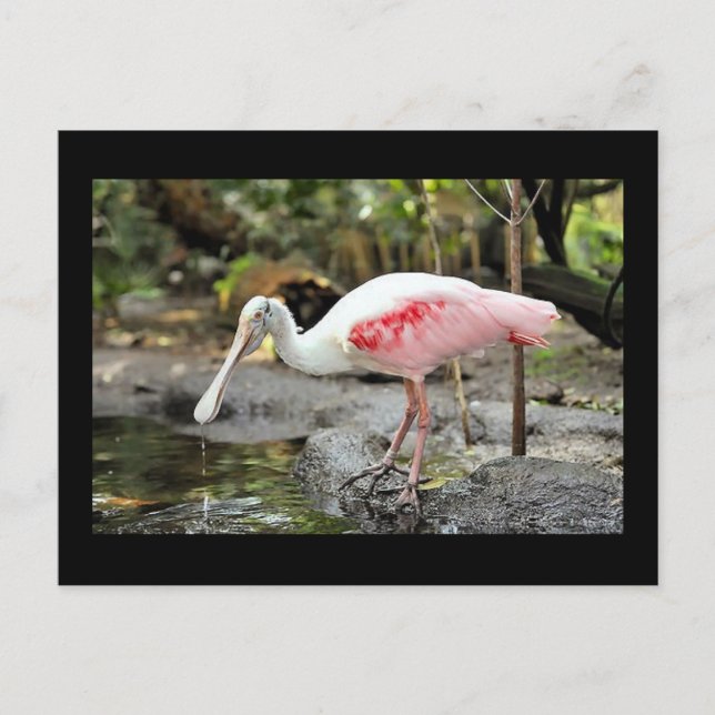Roseate Spoonbill Bird Photo Postcard (Front)