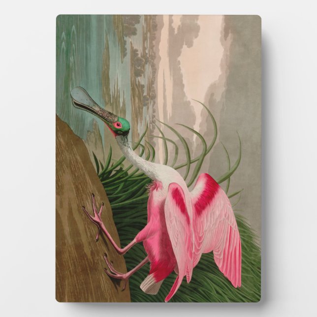 Roseate Spoonbill Birds of America Audubon Print Plaque (Front)