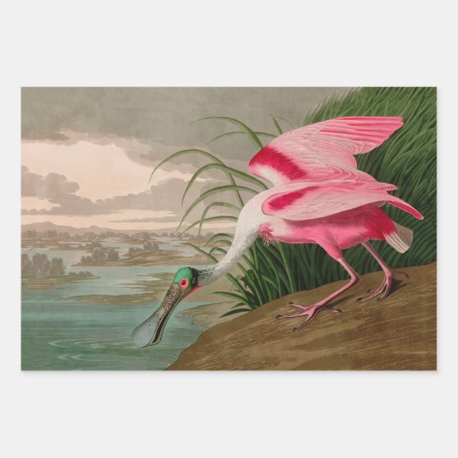 Roseate Spoonbill Birds of America Audubon Print Wrapping Paper Sheet (Front)