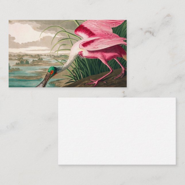 Roseate Spoonbill by John James Audubon Business Card (Front/Back)