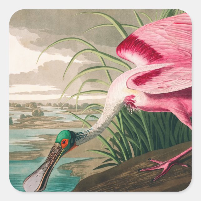 Roseate Spoonbill by John James Audubon Square Sticker (Front)