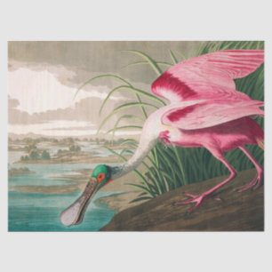 Roseate Spoonbill by John James Audubon Tissue Paper