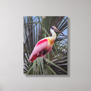 Roseate Spoonbill canvas print