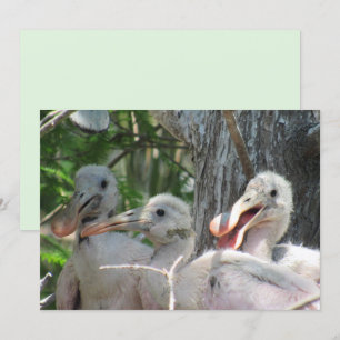 Roseate Spoonbill Chicks Flat Card