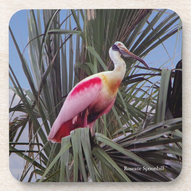 Roseate Spoonbill coaster (Front)