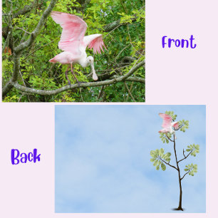 Roseate Spoonbill Flat Card