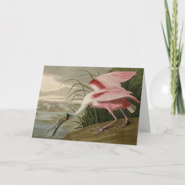 Roseate Spoonbill from Audubon's Birds of America Card (Front)