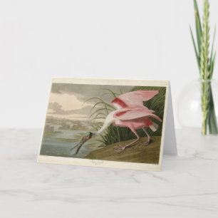 Roseate Spoonbill from Audubon's Birds of America Card