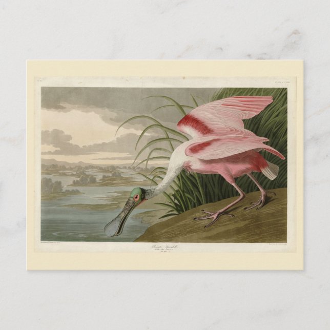 Roseate Spoonbill from Audubon's Birds of America Postcard (Front)