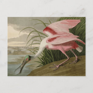 Roseate Spoonbill from Audubon's Birds of America Postcard