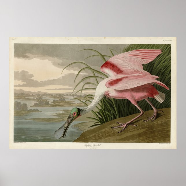 Roseate Spoonbill from Audubon's Birds of America Poster (Front)