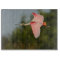 Roseate Spoonbill in Flight