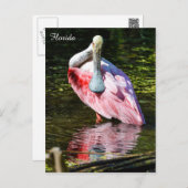 Roseate Spoonbill in Florida Postcard (Front/Back)