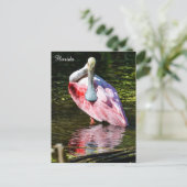 Roseate Spoonbill in Florida Postcard (Standing Front)