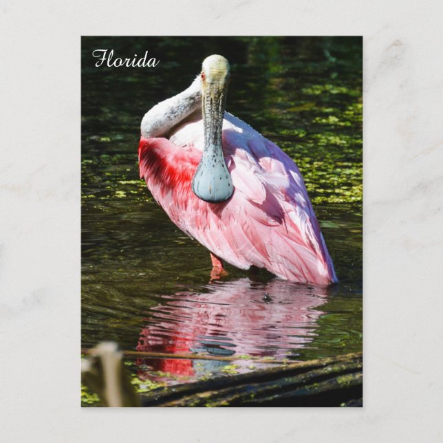 Roseate Spoonbill in Florida Postcard (Front)