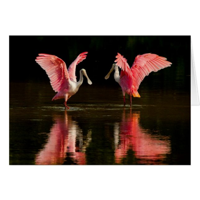 Roseate Spoonbill Mating Dance (Front Horizontal)