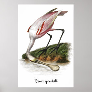 Roseate spoonbill painting poster