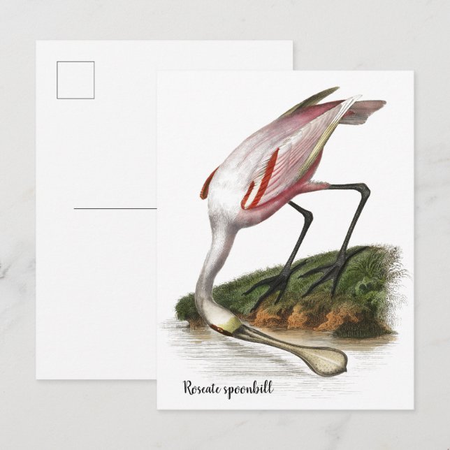 Roseate spoonbill painting  Small Postcard (Front/Back)