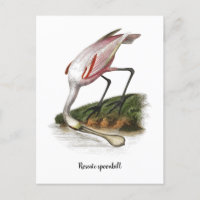 Roseate spoonbill painting  Small