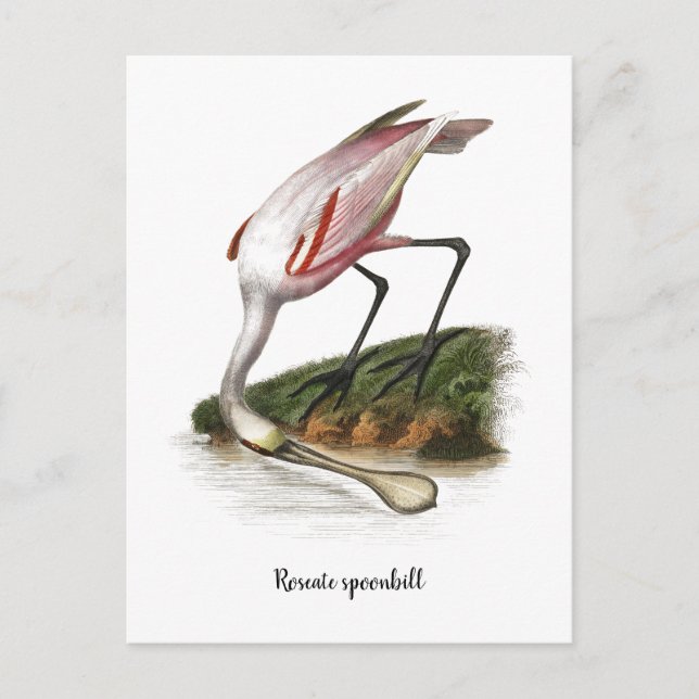 Roseate spoonbill painting  Small Postcard (Front)