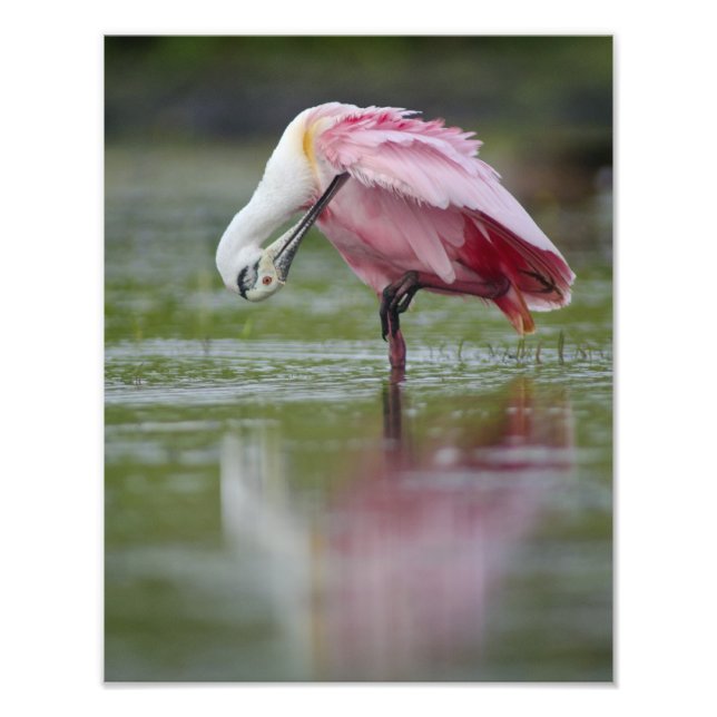 Roseate Spoonbill (Platalea ajaja)  11 x 14 Photo Print (Front)