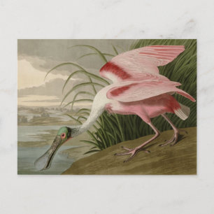 Roseate Spoonbill Postcard