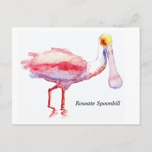 Roseate Spoonbill postcard (Front)