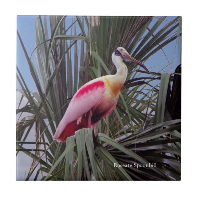 Roseate Spoonbill tile (Front)