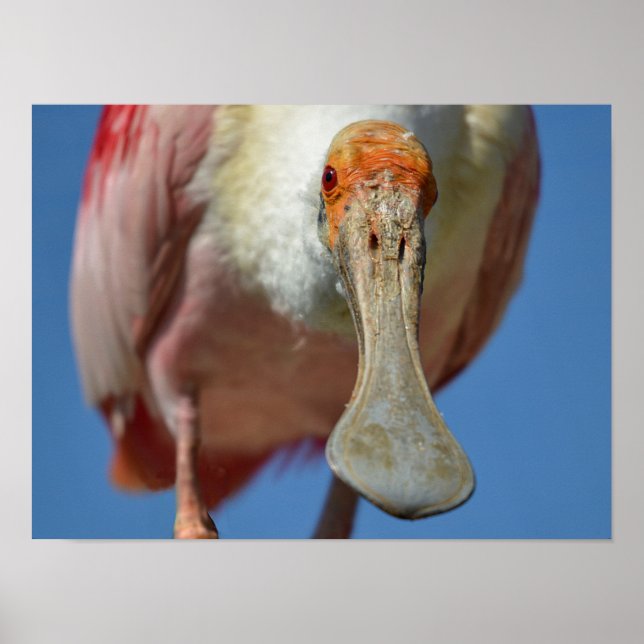 Roseate Spoonbill with its big beak  Poster (Front)