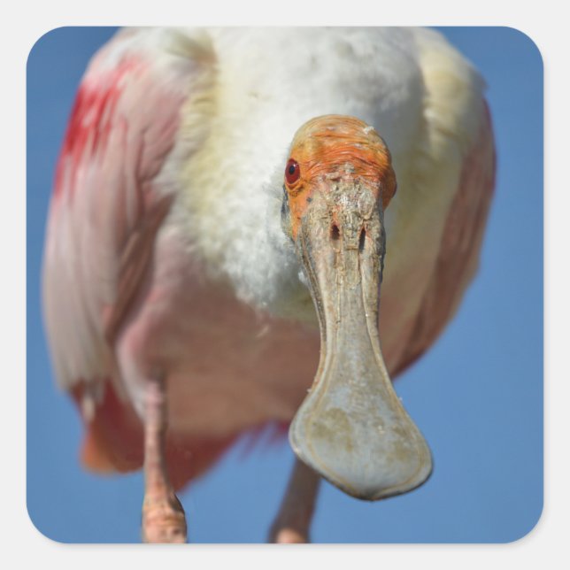 Roseate Spoonbill with its big beak Square Sticker (Front)