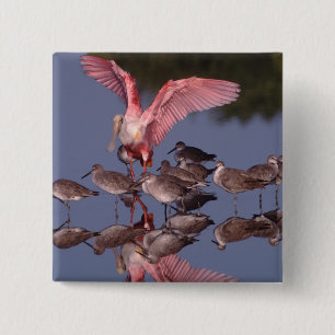 Roseate Spoonbill with Willets in shallow water 15 Cm Square Badge
