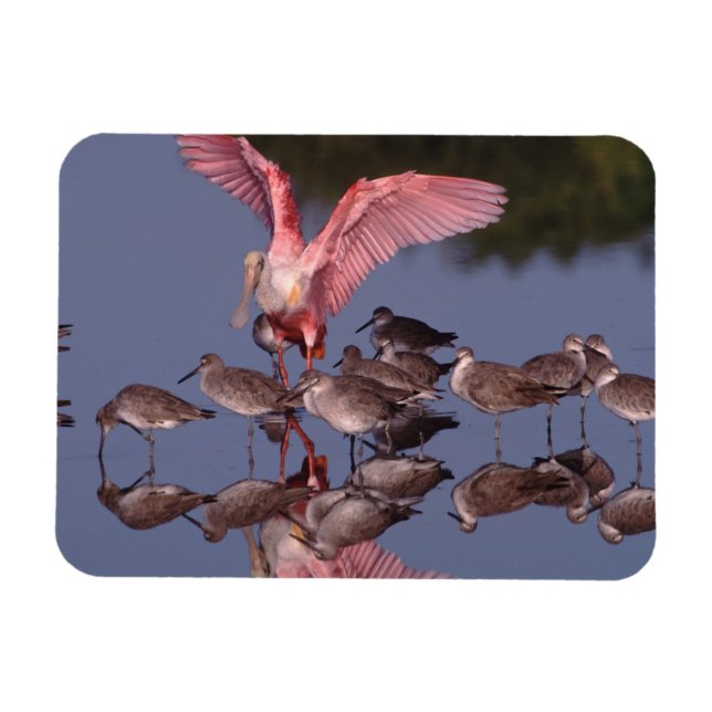 Roseate Spoonbill with Willets in shallow water Magnet (Horizontal)
