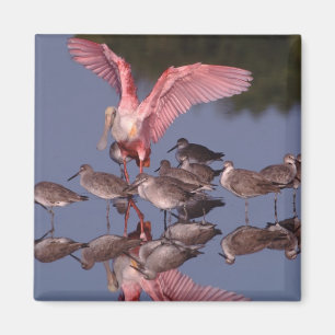 Roseate Spoonbill with Willets in shallow water Magnet
