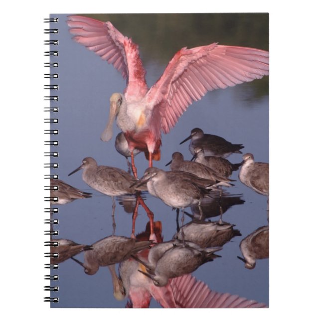 Roseate Spoonbill with Willets in shallow water Spiral Notebook (Front)