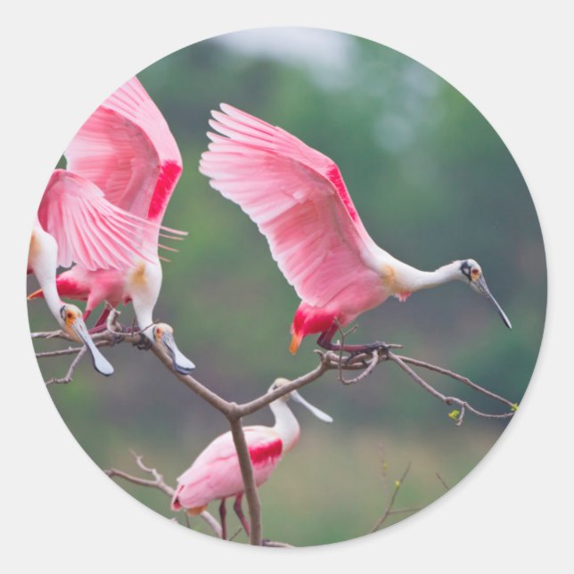 Roseate Spoonbills (Ajaia Ajaja) Landing Classic Round Sticker (Front)