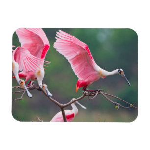 Roseate Spoonbills (Ajaia Ajaja) Landing Magnet
