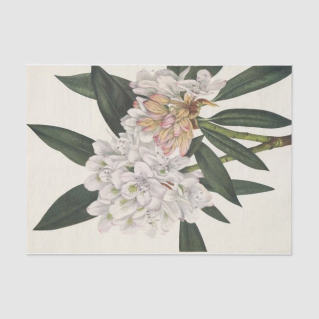 Rosebay Rhododendon by Mary Vaux Walcott Tissue Paper (Front)