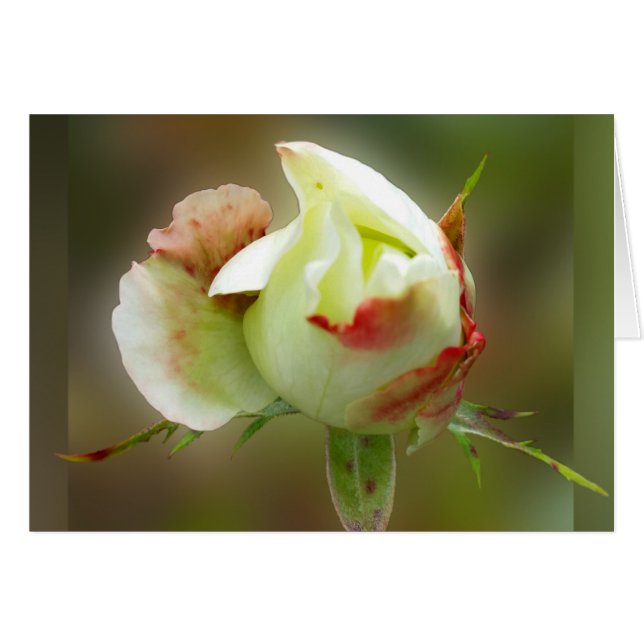 rosebud glowing (Front Horizontal)