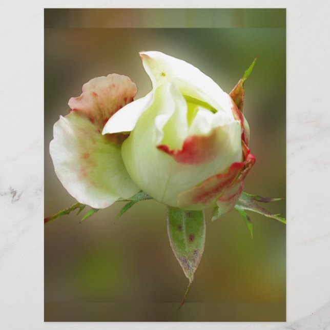 rosebud glowing (Front)