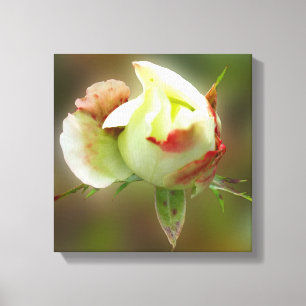 rosebud glowing canvas print