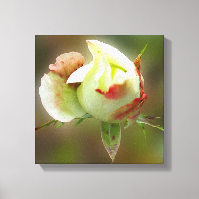 rosebud glowing canvas print (Front)
