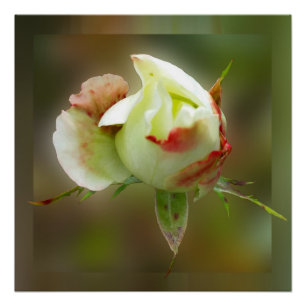 rosebud glowing poster