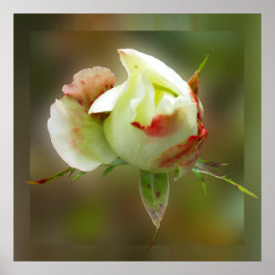 rosebud glowing poster