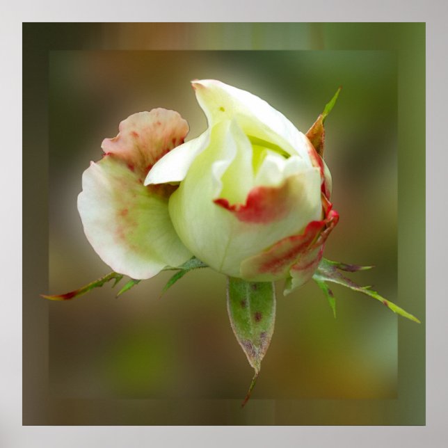 rosebud glowing poster (Front)