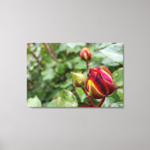 rosebud in the rain canvas print